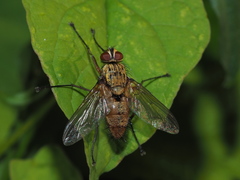 Dexia rustica
