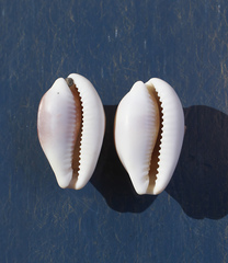 Palmadusta artuffeli