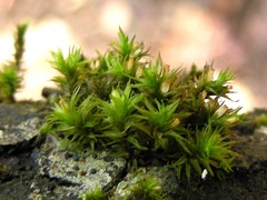 Lewinskya acuminata