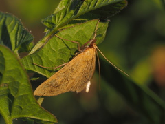 Sitochroa verticalis