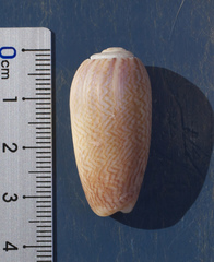 Oliva mustelina