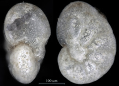 Nonionella pulchella