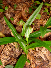 Pterostylis silvicultrix