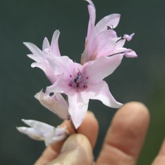 Dierama robustum