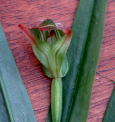 Pterostylis silvicultrix