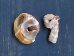 Thylacodes adamsii