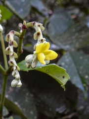 Schumacheria castaneifolia