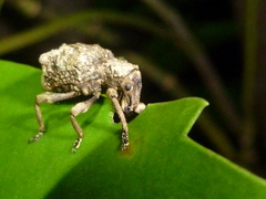 Lyperobates