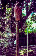 Amorphophallus gigas