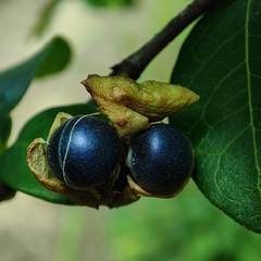 Margaritaria discoidea
