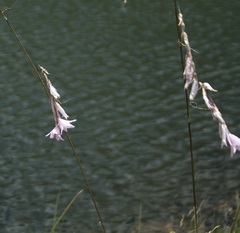 Dierama robustum