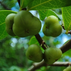 Margaritaria discoidea