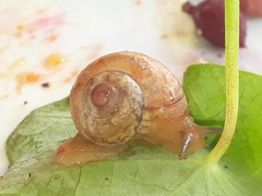 Urocyclidae