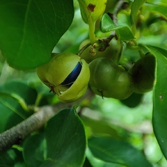 Margaritaria discoidea