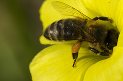 Apis mellifera