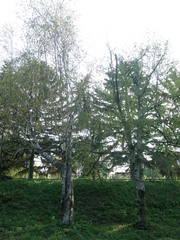 Betula tianschanica