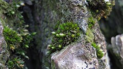 Orthotrichum comosum
