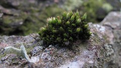 Orthotrichum comosum