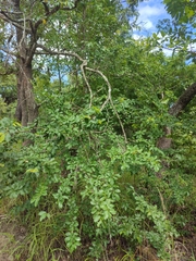 Margaritaria discoidea