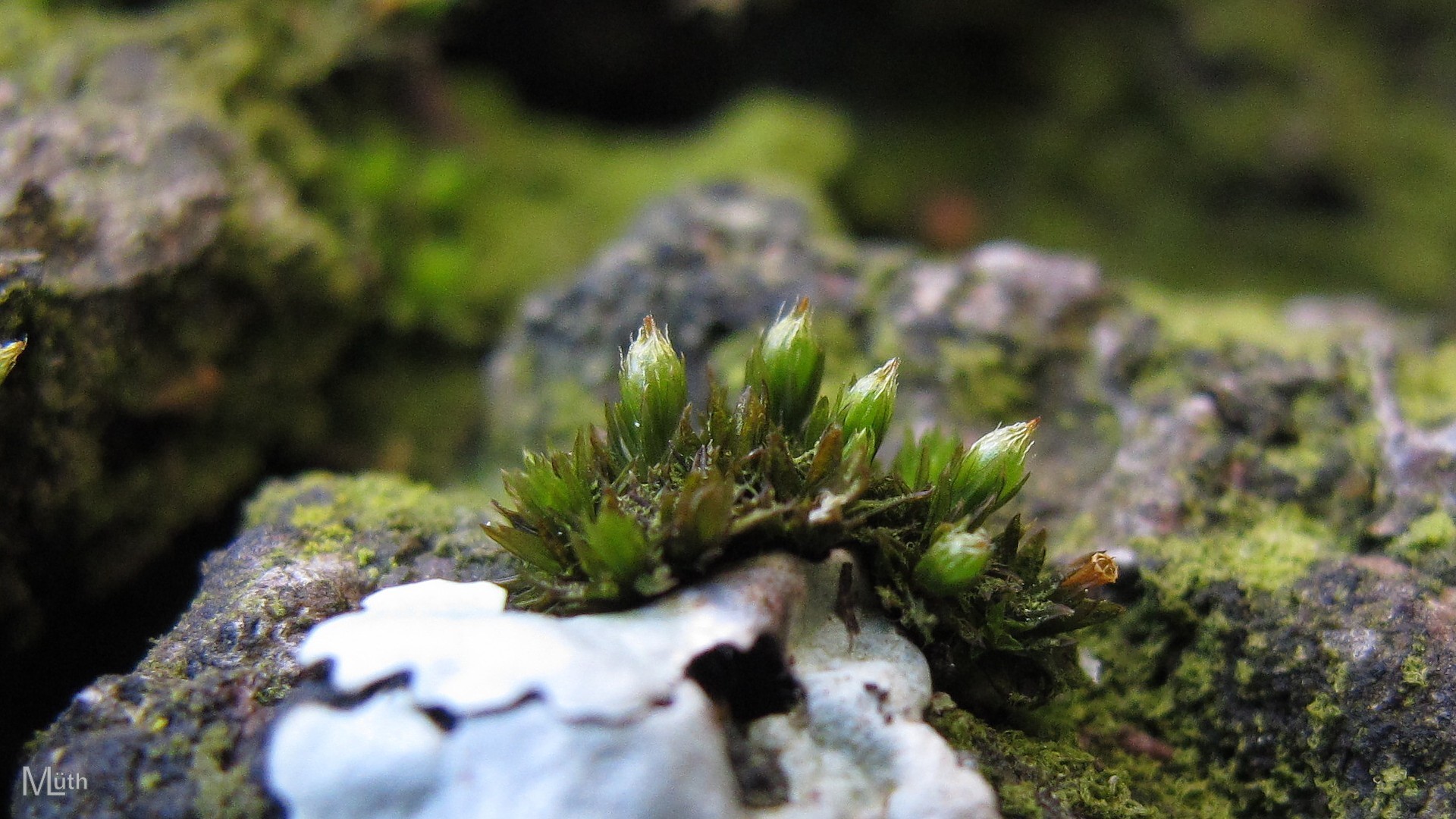 Orthotrichum comosum