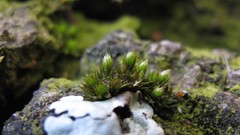 Orthotrichum comosum
