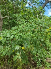 Margaritaria discoidea