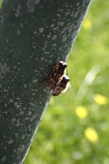 Platynochaetus setosus