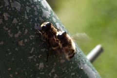 Platynochaetus setosus