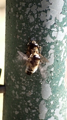 Platynochaetus setosus