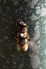 Platynochaetus setosus