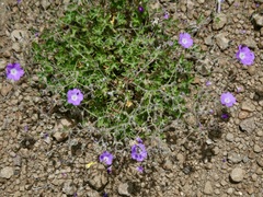 Geranium drakensbergensis