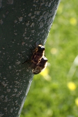 Platynochaetus setosus