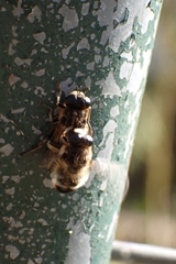 Platynochaetus setosus