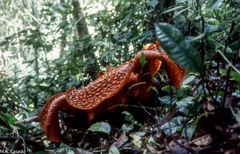 Rafflesia arnoldii