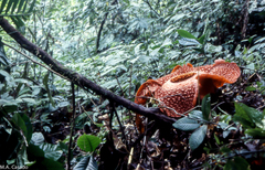 Rafflesia arnoldii