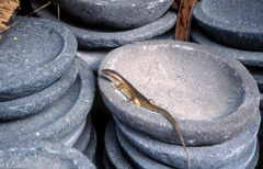 Eutropis multifasciata
