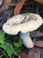Lactifluus albopicrus