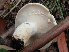 Lactifluus albopicrus