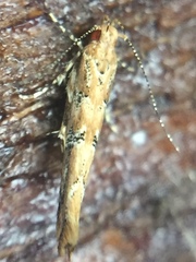 Pyroderces aellotricha