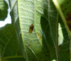 Meteorus pulchricornis