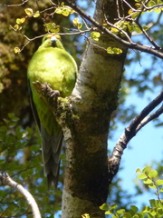 Cyanoramphus auriceps