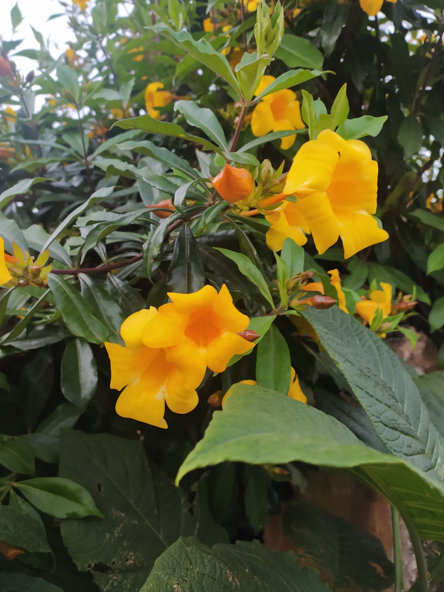 Allamanda cathartica