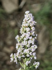 Selago flanaganii