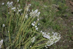 Selago flanaganii