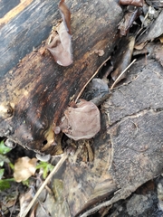 Auricularia auricula-judae
