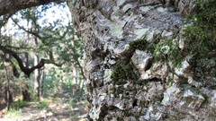 Orthotrichum comosum