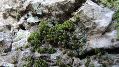 Orthotrichum comosum