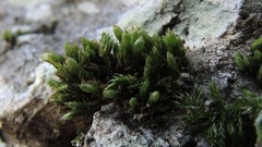 Orthotrichum comosum