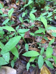 Microstegium vimineum