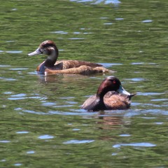 Netta erythrophthalma